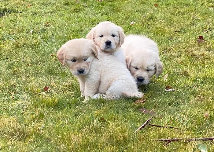 Harbour View Ferienhaus